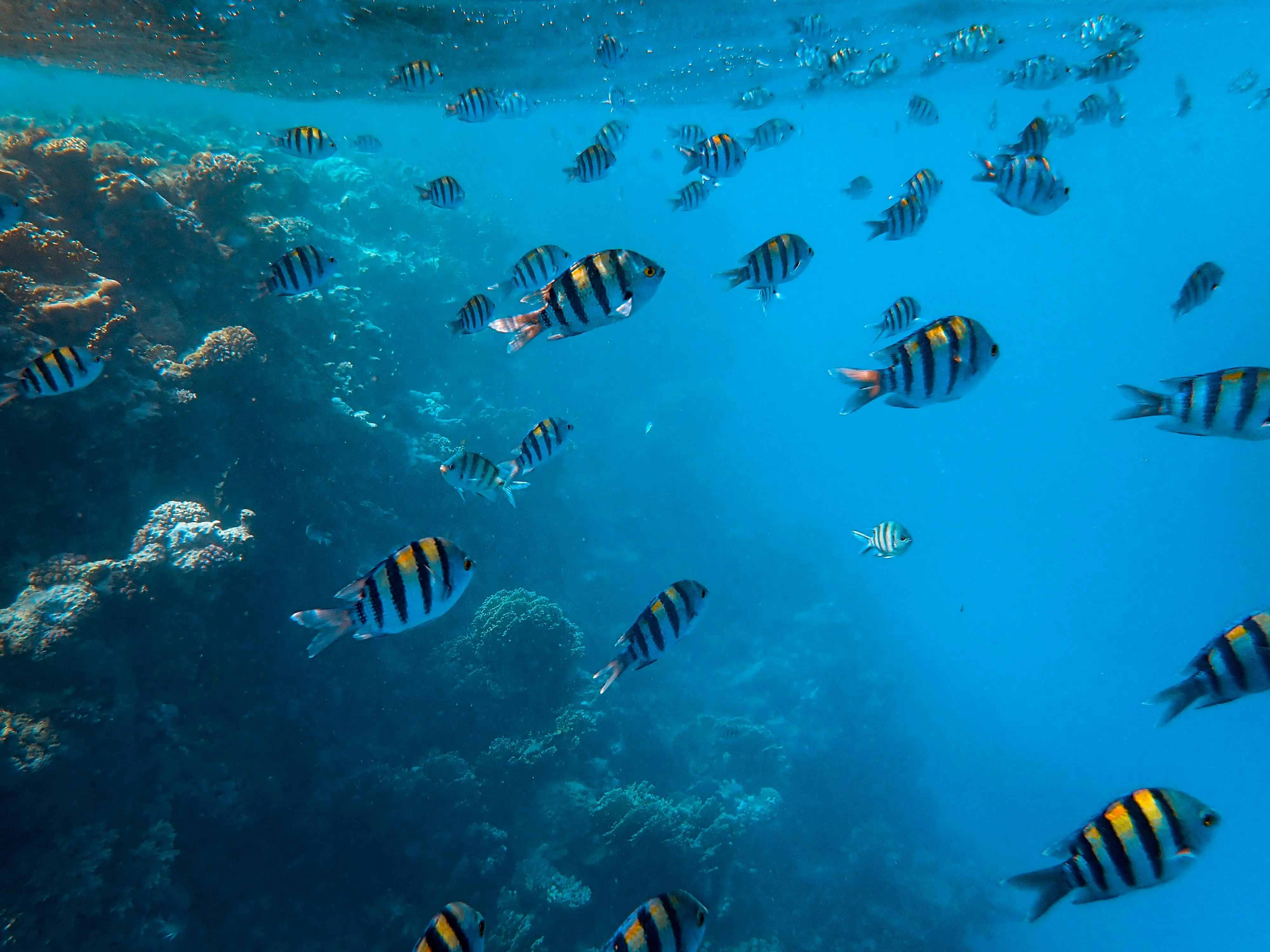 Imagen debajo del agua de personas haciendo snorkeling
